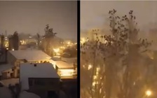 Động vật đã cảm nhận trước được trận động đất chết người ở Thổ Nhĩ Kỳ, Syria?