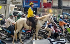 TP.HCM: Vì sao nam thanh niên cưỡi ngựa ra đường phố bị CSGT xử phạt?