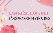 Cùng sống xanh số 19: Cứu cây lan kiếm bằng phân chim yến ủ vi sinh