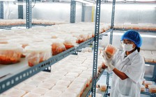 Nữ kỹ sư thu tiền tỉ từ nuôi đông trùng hạ thảo