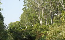 Cà Mau: Giao đất làm dự án du lịch nhưng chỉ nuôi tôm