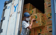 Có nên chặt bỏ hồ tiêu trồng sầu riêng?