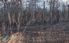 Gia Lai: Cháy hơn 14.000 trụ hồ tiêu đang cho thu hoạch