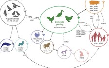 Theo sát các biến đổi của virus cúm gia cầm H5N1