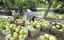 Quy hoạch cây, con 'chào thua' sản xuất tự phát