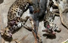 Xác minh chủ tài khoản Facebook liên tục khoe 'chiến tích' săn bắt động vật hoang dã