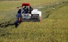 Giá gạo Việt Nam và Thái Lan cùng quay đầu giảm