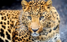 Hy hữu: Báo tấn công nhiều người ở tòa án, ít nhất 8 người nhập viện