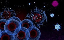 Phương pháp mới giúp tiêu diệt ung thư bằng cách tiêm vi khuẩn vào khối u