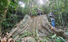 Bình Định: Cây rừng bị đốn hạ để lấy gỗ về 'mổ hòm', làm nhà ma?