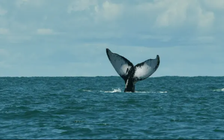 Cá voi khổng lồ đâm chìm tàu giữa Thái Bình Dương, thủy thủ đoàn được giải cứu