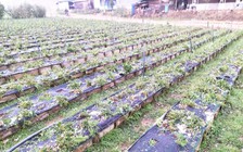 Mưa đá kéo dài gây thiệt hại nhiều diện tích cây trồng tại Lâm Đồng