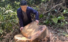 Thừa Thiên - Huế: Làm rõ vụ hàng loạt cây rừng tại Nam Đông bị đốn hạ