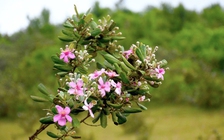 Chăm sóc cây sim trên thảo nguyên để phát triển du lịch