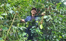 Giấc mơ cà phê đặc sản Việt: Người nông phu tử tế