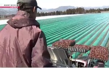 Ủy ban chính phủ Nhật đề xuất hủy bỏ chương trình thực tập sinh nước ngoài