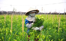 Nông dân 'méo mặt' vì hoa loa kèn rớt giá