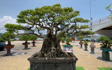 Ngắm bonsai 'độc lạ' quy tụ dưới chân cầu Sông Hàn