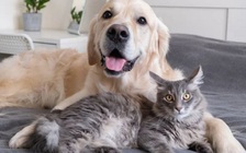 Làm sao để chó mèo nuôi không quấy rầy giấc ngủ?