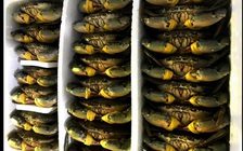 Cua Cà Mau đang bị đối tác Trung Quốc thao túng