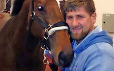 Tình báo Ukraine giúp lãnh đạo Chechnya 'giải cứu' ngựa cưng bị CH Czech cầm giữ?