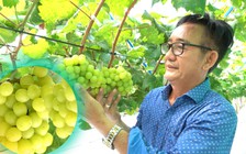 Người đàn ông chi tiền tỉ đưa giống nho đắt đỏ từ Hàn Quốc về miền Tây
