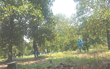 TP.HCM: Phát hiện một phụ nữ tử vong dưới rãnh nước trong vườn trái cây