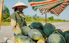 Dưa hấu rớt giá, nông dân lo sốt vó vì nguy cơ lỗ nặng