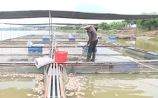 Vì sao cá nuôi lồng bè trên sông Krông Ana chết hàng loạt?