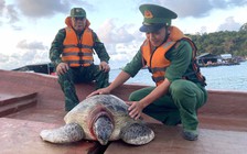 Kiên Giang: Thả cá thể rùa biển 80 kg về môi trường tự nhiên