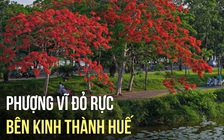 Chiêm ngưỡng cảnh phượng vĩ nở đỏ rực bên kinh thành Huế