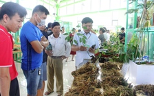 Phát triển sâm Việt Nam trở thành ngành hàng mang thương hiệu quốc tế