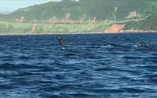 Người dân thích thú với đàn cá heo bất ngờ ‘diễn xiếc’ ở bán đảo Sơn Trà
