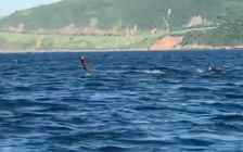 Đà Nẵng: Bất ngờ đàn cá heo 'diễn xiếc' ở vùng biển bán đảo Sơn Trà