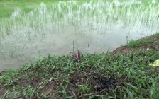 Giăng dây điện để đánh chuột khiến 1 người chết, 1 người bị bỏng nặng