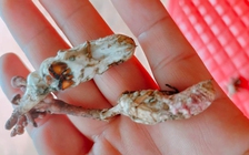Ăn nấm mọc từ xác nhộng ve sầu, 6 người nhập viện cấp cứu vì ngộ độc