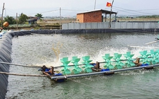 'Lệ làng' không thể đứng trên pháp luật