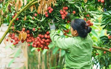Hành trình số hóa nông sản Việt