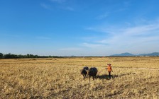 Bỏ hoang hàng trăm ha đất lúa ở Hà Tĩnh vì thiếu nước