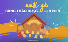 Cùng sống xanh số 41: Thấy vui với việc bỏ phố về rừng nuôi gà bằng thảo dược lên men