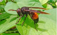 Vì sao ong vò vẽ đốt có thể dẫn đến nguy kịch, tử vong