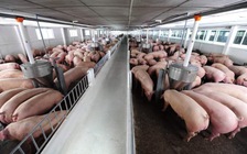 Giá heo hơi hôm nay 7.7.2023: Chững lại ở mốc 67.000 đồng/kg