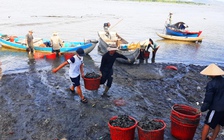 Đầm Thị Nại vào mùa cào don dắc, bắt vẹm