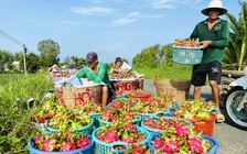 Đến lúc thanh long phải chuyển hướng?