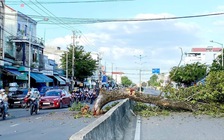 Cây di sản cả trăm năm bị gãy nhánh lớn, đổ ngang đường