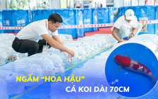 'Hoa hậu' cá chọn từ 500 cá koi thi nhan sắc ở Đà Nẵng đẹp như thế nào?