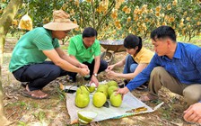 'Thủ phủ' bưởi Phúc Trạch nhộn nhịp vào vụ thu hoạch