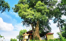 Độc đáo cây di sản Việt Nam: Đài quan sát kơ nia