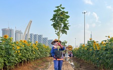 Bờ sông Sài Gòn sẽ trồng thêm 20.000 cây hướng dương phục vụ Tết Nguyên đán