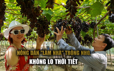 Nông dân 'làm nhà' có mái che trồng nho: Cây trĩu quả sẵn sàng đón khách dịp tết